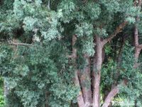 Afrocarpus falcatus - Bastard yellowwood, Outeniqua yellowwood, Common yellowwood - Click to enlarge