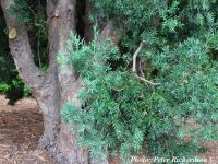 Afrocarpus falcatus - Bastard yellowwood, Outeniqua yellowwood, Common yellowwood - Click to enlarge
