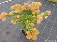 Abies cilicica Spring Rose - Click to enlarge