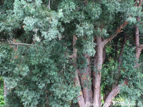 Afrocarpus falcatus - Bastard yellowwood, Outeniqua yellowwood, Common yellowwood
