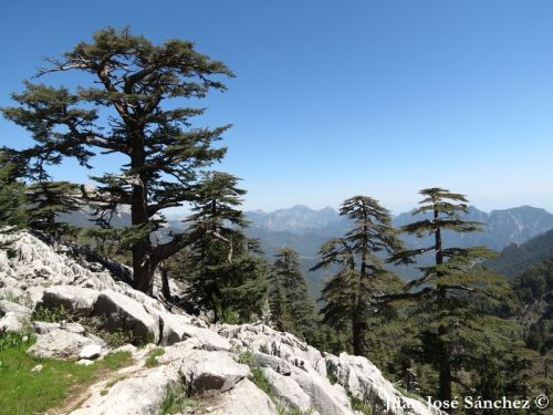 Cedrus libani - Lebanon cedar, Cedar of Lebanon, Katran ağacı 