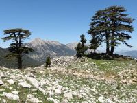 Cedrus libani - Lebanon cedar, Cedar of Lebanon, Katran ağacı  - Click to enlarge