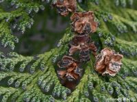 Chamaecyparis lawsoniana - Port Orford cedar, Gingerpine, Lawson's cypress, Oregon cedar, Port Orford cypress, Port Orford white-cedar, Port-Orford cedar - Click to enlarge