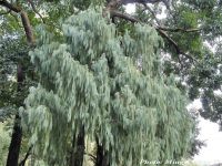 Cupressus cashmeriana - Bhutan cypress, Weeping cypress, Kashmir cypress, Chendey - Click to enlarge