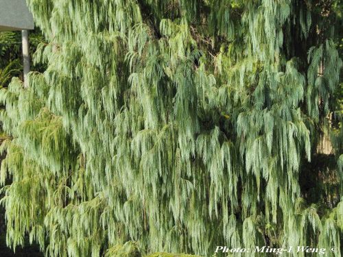Cupressus cashmeriana - Bhutan cypress, Weeping cypress, Kashmir cypress, Chendey