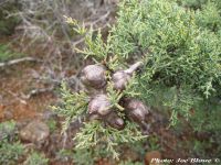 Cupressus macnabiana - MacNab cypress, Fragrant cypress, Shasta cypress - Click to enlarge
