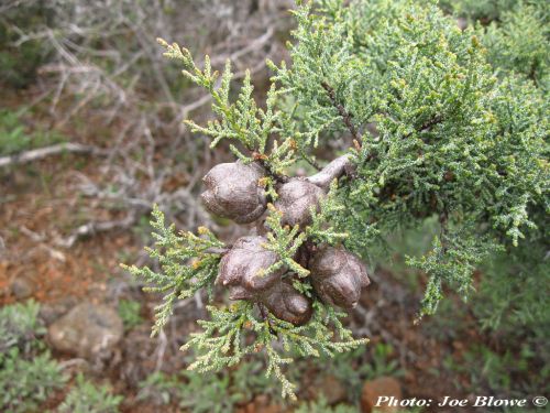 Cupressus macnabiana - MacNab cypress, Fragrant cypress, Shasta cypress