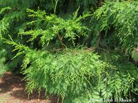 Dacrycarpus imbricatus - Malayan yellowwood, Mạy hương, Thông nàng, Kau tambua  - Click to enlarge