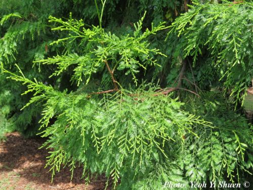 Dacrycarpus imbricatus - Malayan yellowwood, Mạy hương, Thông nàng, Kau tambua 