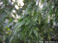 Dacrycarpus imbricatus - Malayan yellowwood, Mạy hương, Thông nàng, Kau tambua  - Click to enlarge