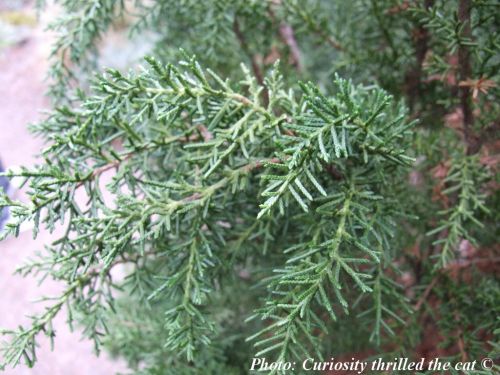 Diselma archeri - Cheshunt pine, Chestnut pine