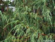 Juniperus convallium
