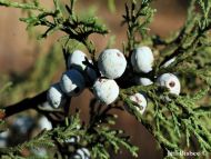 Juniperus deppeana var. zacatecensis
