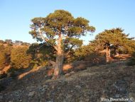 Juniperus foetidissima 