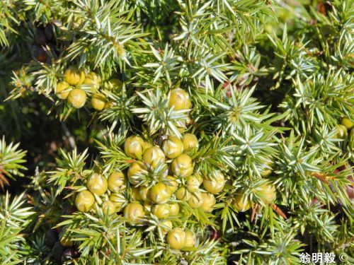 Juniperus formosana - Formosan juniper, Taiwan juniper, Prickly cypress