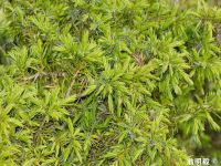 Juniperus formosana - Formosan juniper, Taiwan juniper, Prickly cypress - Click to enlarge