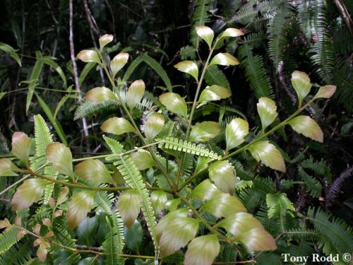 Phyllocladus hypophyllus - Malesian celery pine, Celery top pine