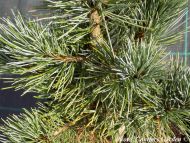 Pinus cembra 'Compacta Glauca' 