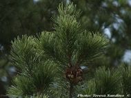 Pinus cembroides