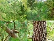 Pinus greggii