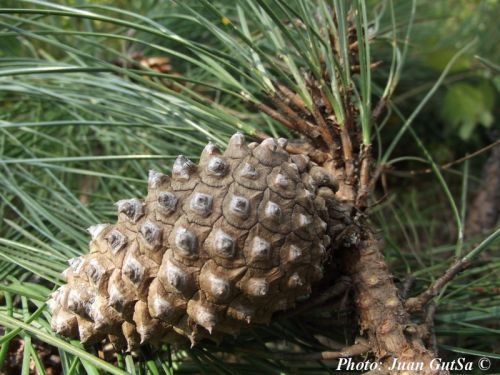 Pinus lawsonii