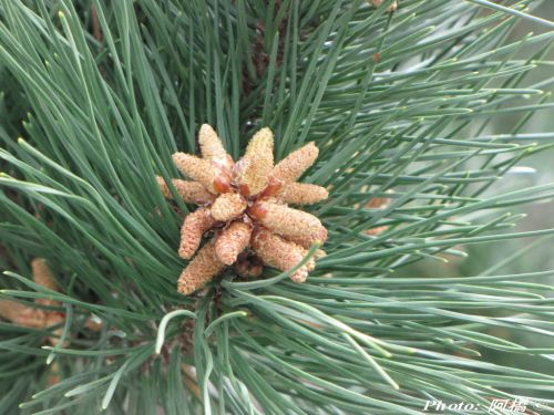 Pinus luchuensis