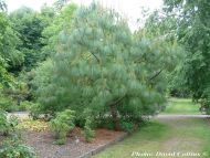 Pinus montezumae