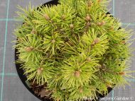 Pinus mugo 'Grune Welle'