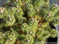 Pinus mugo 'Minima Kalous'