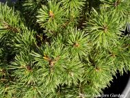 Pinus mugo 'Paradekissen'