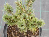Pinus parviflora 'Brevifolia'