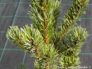 Pinus parviflora 'Chikuza Goten'