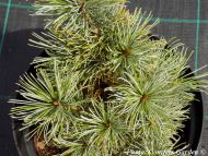 Pinus pumila 'Glauca'