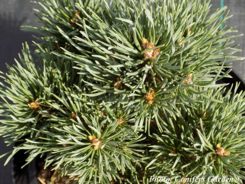 Pinus sylvestris 'Frensham'