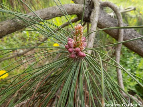 Pinus tabuliformis var. mukdensis