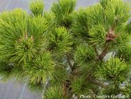Pinus thunbergii 'Banshosho'