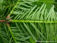 Abies recurvata var. ernestii leaves - Click to enlarge