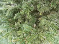 Abies forrestii var. ferreana branches - Click to enlarge