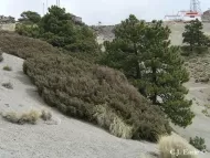 Juniperus monticola