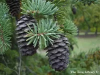 Picea koyamae - Koyama's spruce - Click to enlarge