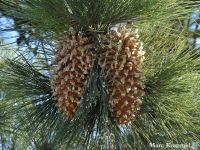 Pinus coulteri - Coulter pine, Bigcone pine, Pitch pine - Click to enlarge