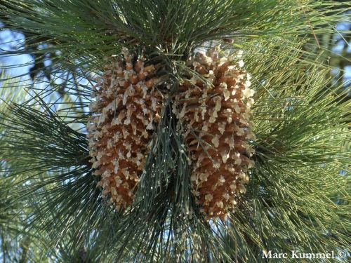 Pinus coulteri - Coulter pine, Bigcone pine, Pitch pine