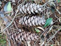 Pinus dalatensis cones - Click to enlarge