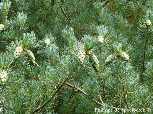Pinus fenzeliana - Hainan white pine, Fenzel's pine 