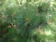 Pinus sylvestris var. mongolica