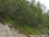 Pinus mugo branches - Click to enlarge
