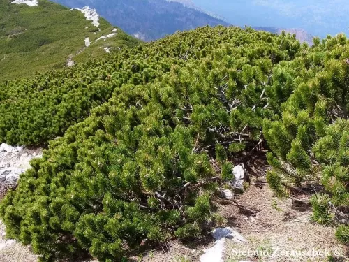 Pinus mugo - Dwarf Mountain pine, European mountain pine, Mugo pine 