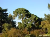 Pinus nigra subsp. laricio   