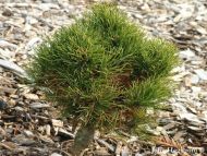 Pinus peuce 'Arnold Dwarf'