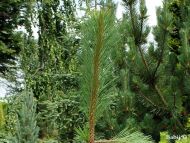 Pinus ponderosa 'Penaz'